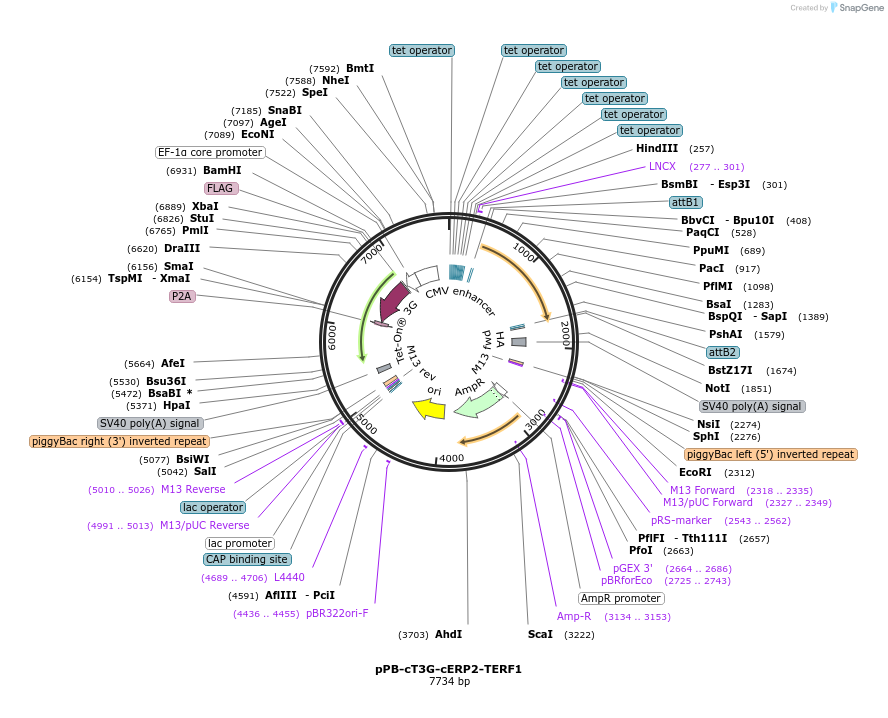 222542-plasmid-map-sequence-id-439874