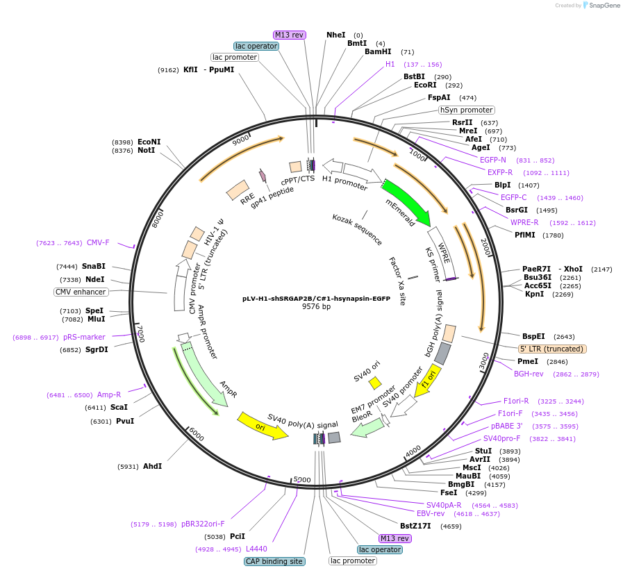 220796-plasmid-map-sequence-id-439879