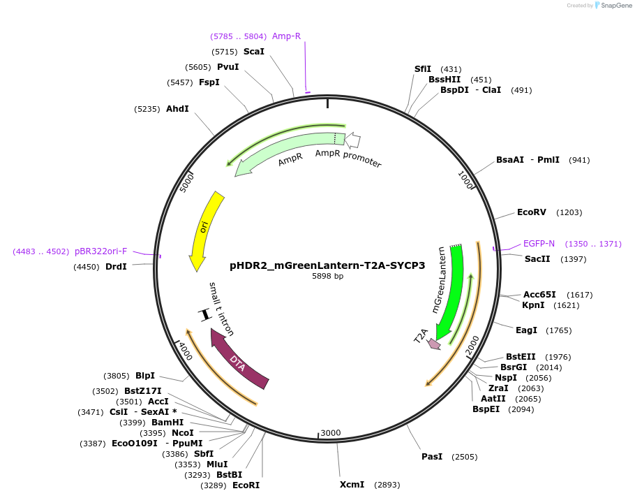 222523-plasmid-map-sequence-id-439880
