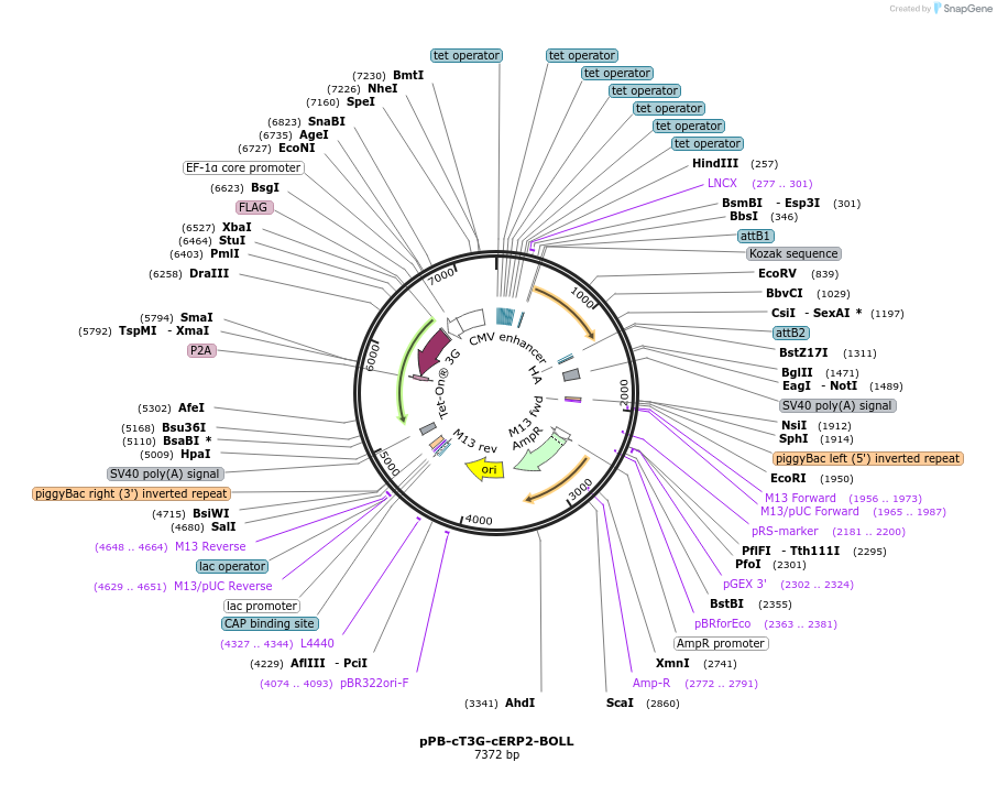 222526-plasmid-map-sequence-id-439887