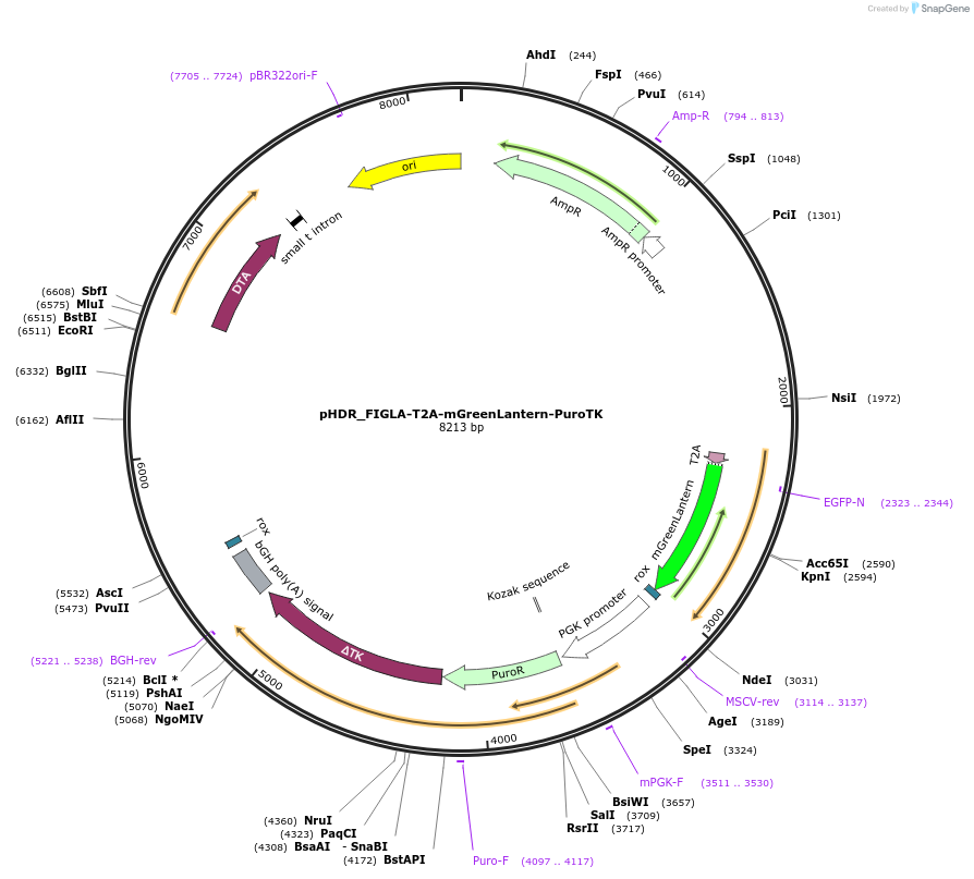 222905-plasmid-map-sequence-id-439893