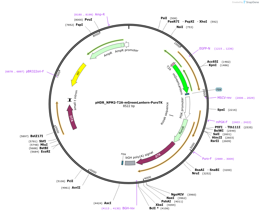 222910-plasmid-map-sequence-id-439904