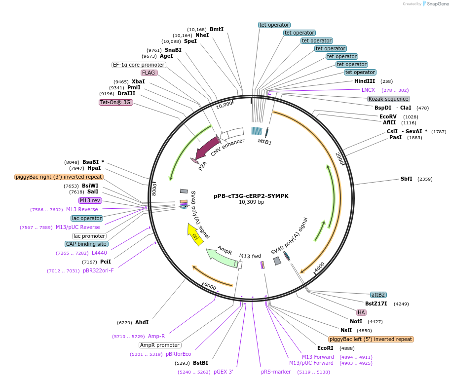 222556-plasmid-map-sequence-id-439906