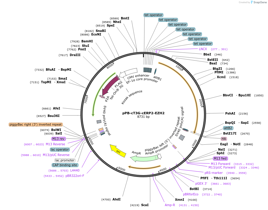 222528-plasmid-map-sequence-id-439908