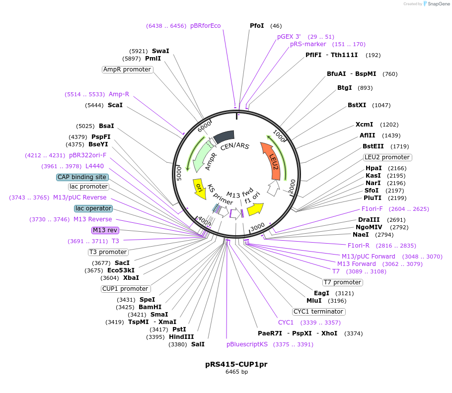 221106-plasmid-map-sequence-id-440012