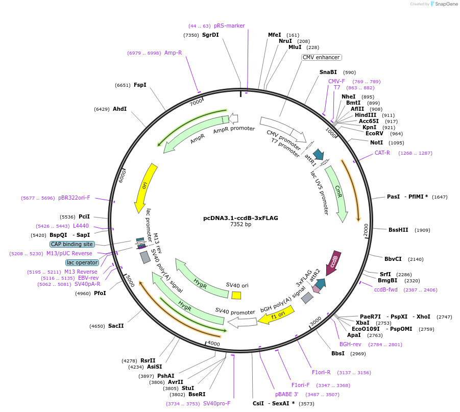 214984-plasmid-map-sequence-id-440018