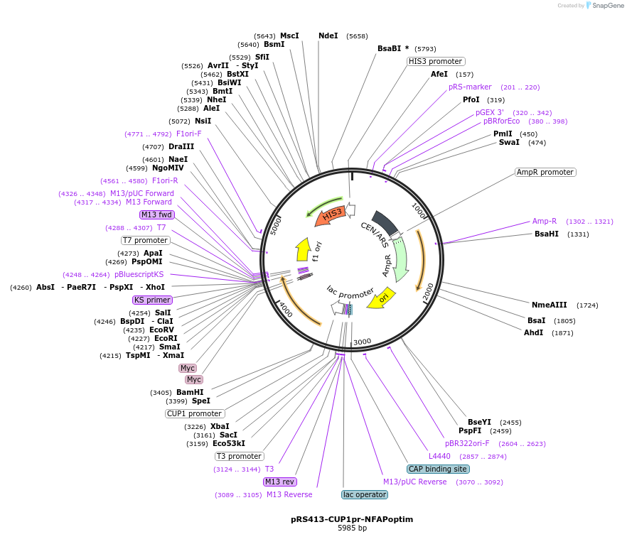 221110-plasmid-map-sequence-id-440019