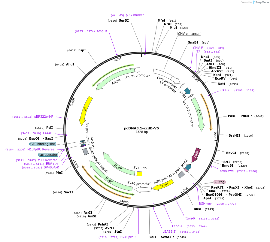 214985-plasmid-map-sequence-id-440020