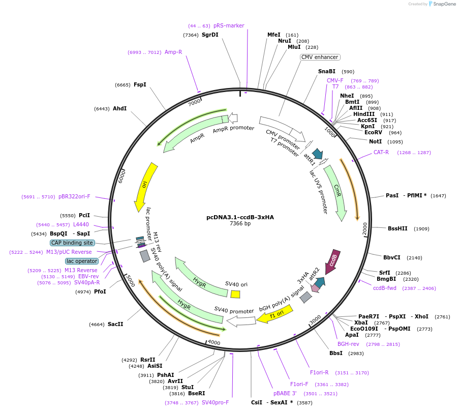 214986-plasmid-map-sequence-id-440021