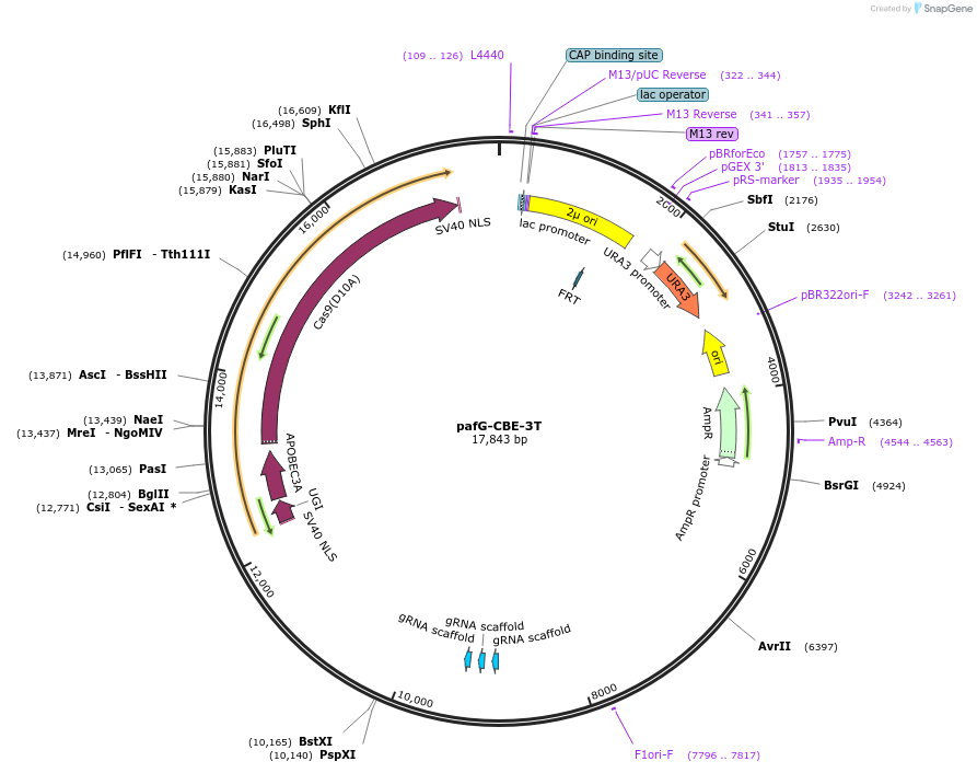 220374-plasmid-map-sequence-id-440033