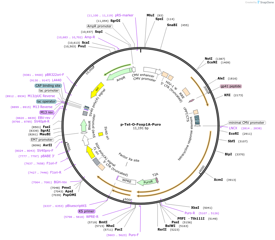 221665-plasmid-map-sequence-id-440054