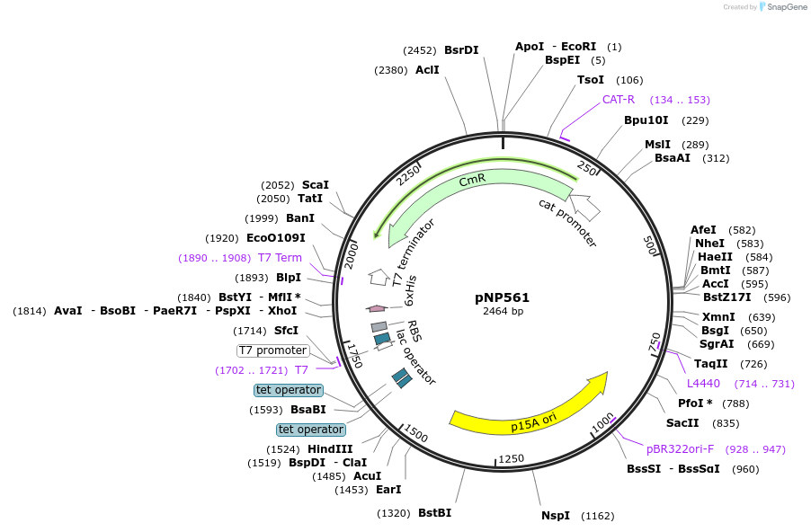 222723-plasmid-map-sequence-id-440085