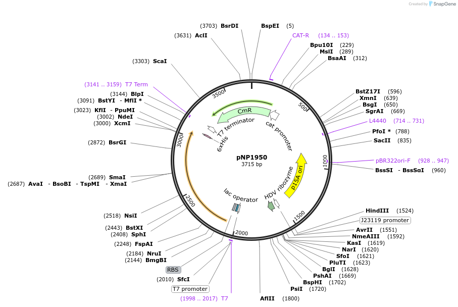 222729-plasmid-map-sequence-id-440088