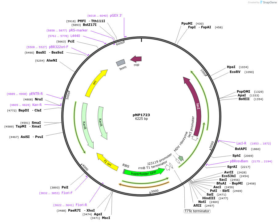 222727-plasmid-map-sequence-id-440095