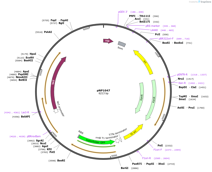 222726-plasmid-map-sequence-id-440097