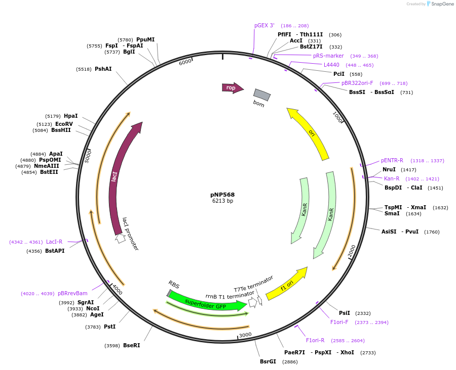 222725-plasmid-map-sequence-id-440100