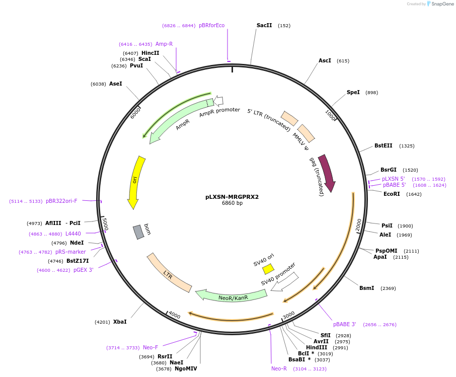 213960-plasmid-map-sequence-id-440179