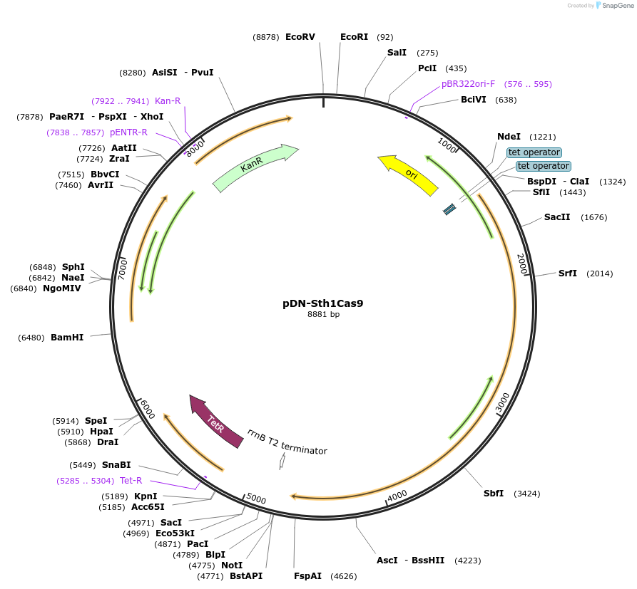 221386-plasmid-map-sequence-id-440182