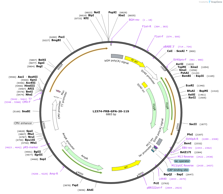 222895-plasmid-map-sequence-id-440186