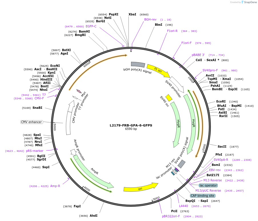 222893-plasmid-map-sequence-id-440191