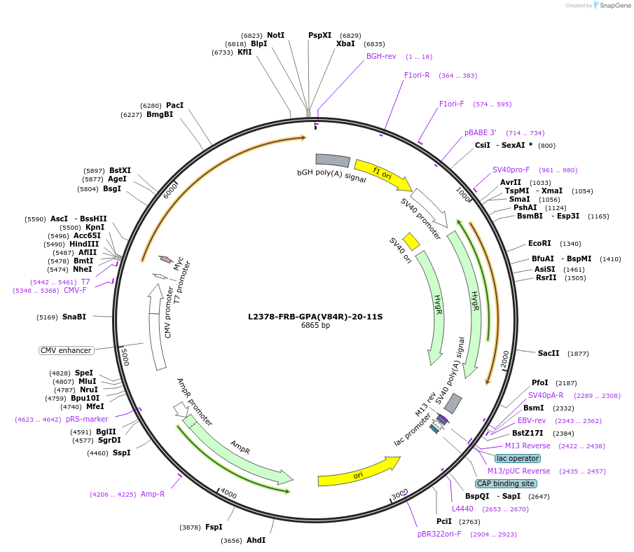 222899-plasmid-map-sequence-id-440196