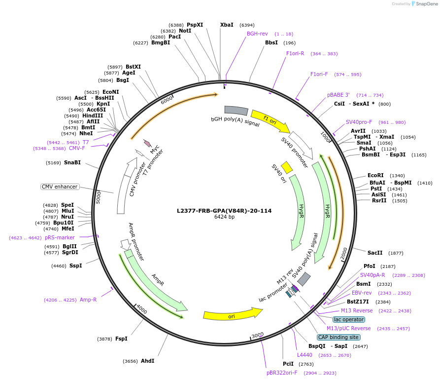 222898-plasmid-map-sequence-id-440197