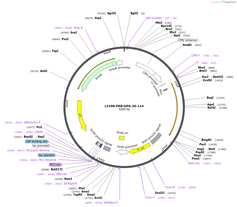 222879-plasmid-map-sequence-id-440199
