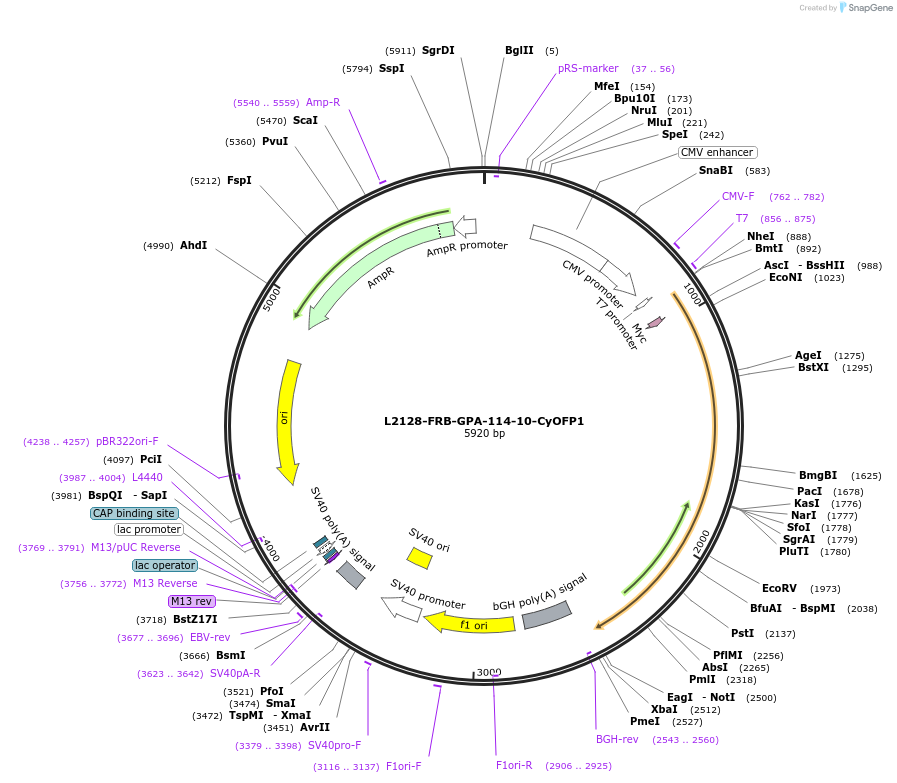 222887-plasmid-map-sequence-id-440200