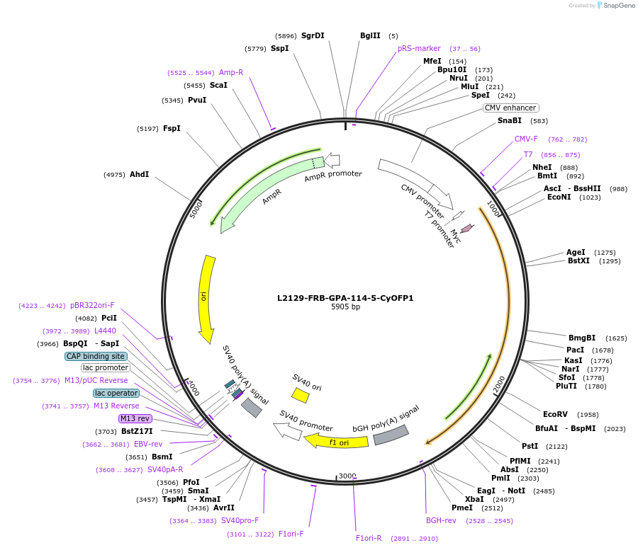 222888-plasmid-map-sequence-id-440203