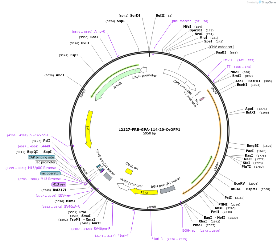 222886-plasmid-map-sequence-id-440205