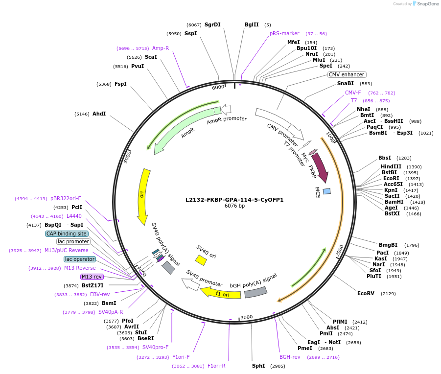 222891-plasmid-map-sequence-id-440208