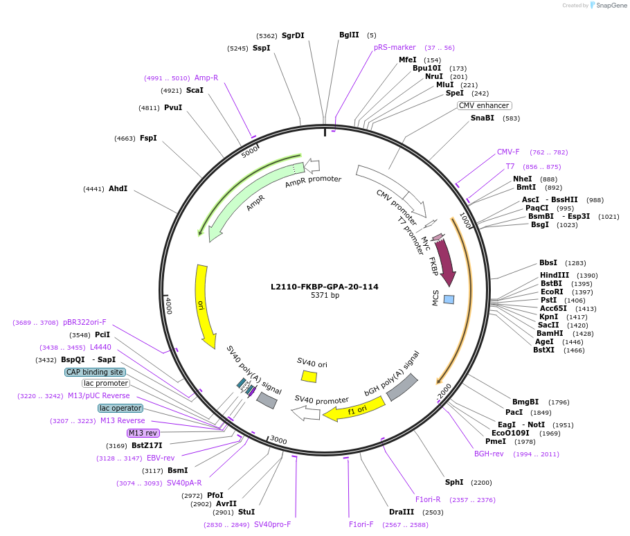 222881-plasmid-map-sequence-id-440211
