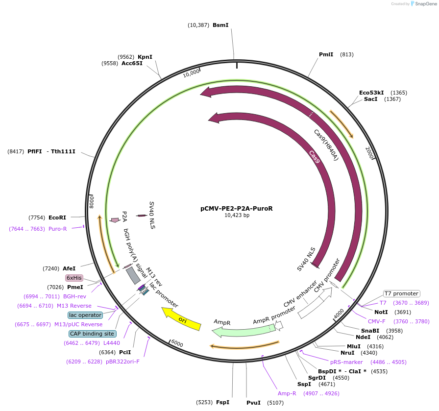 196962-plasmid-map-sequence-id-440213