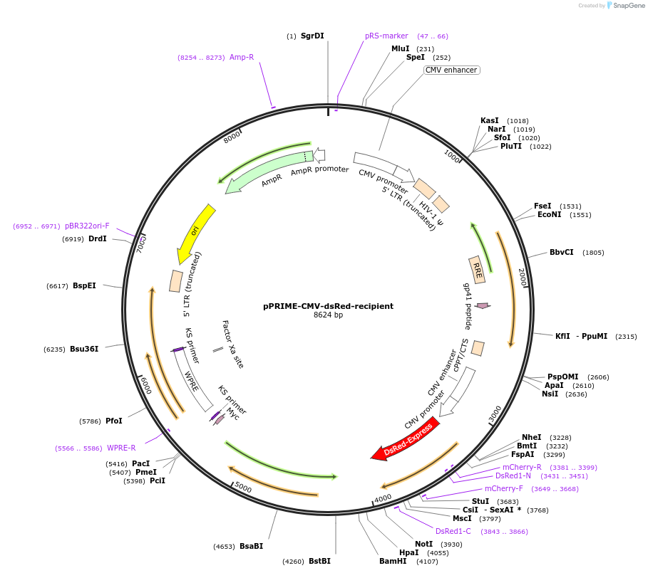 11658-plasmid-map-sequence-id-440216