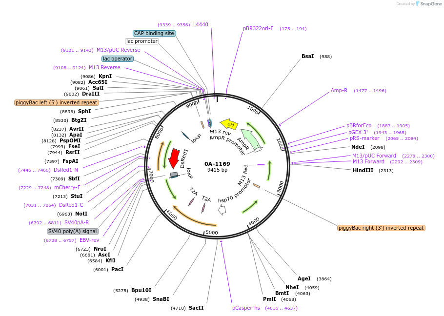 220935-plasmid-map-sequence-id-440220