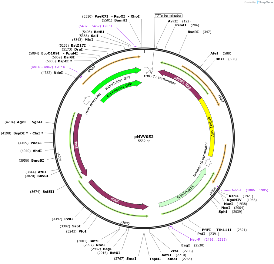215303-plasmid-map-sequence-id-440370