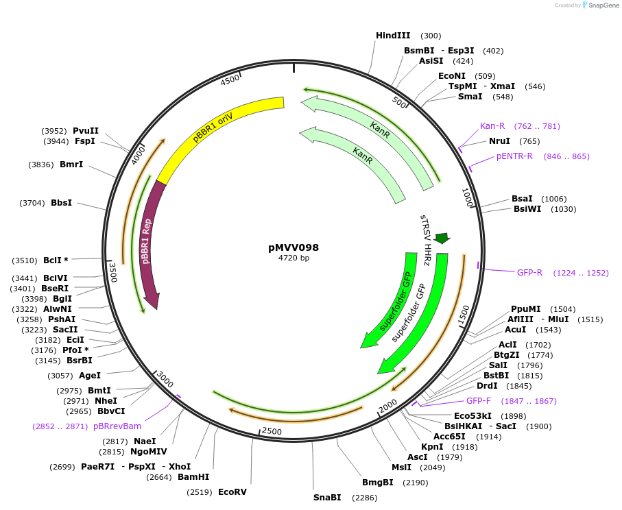 215304-plasmid-map-sequence-id-440372