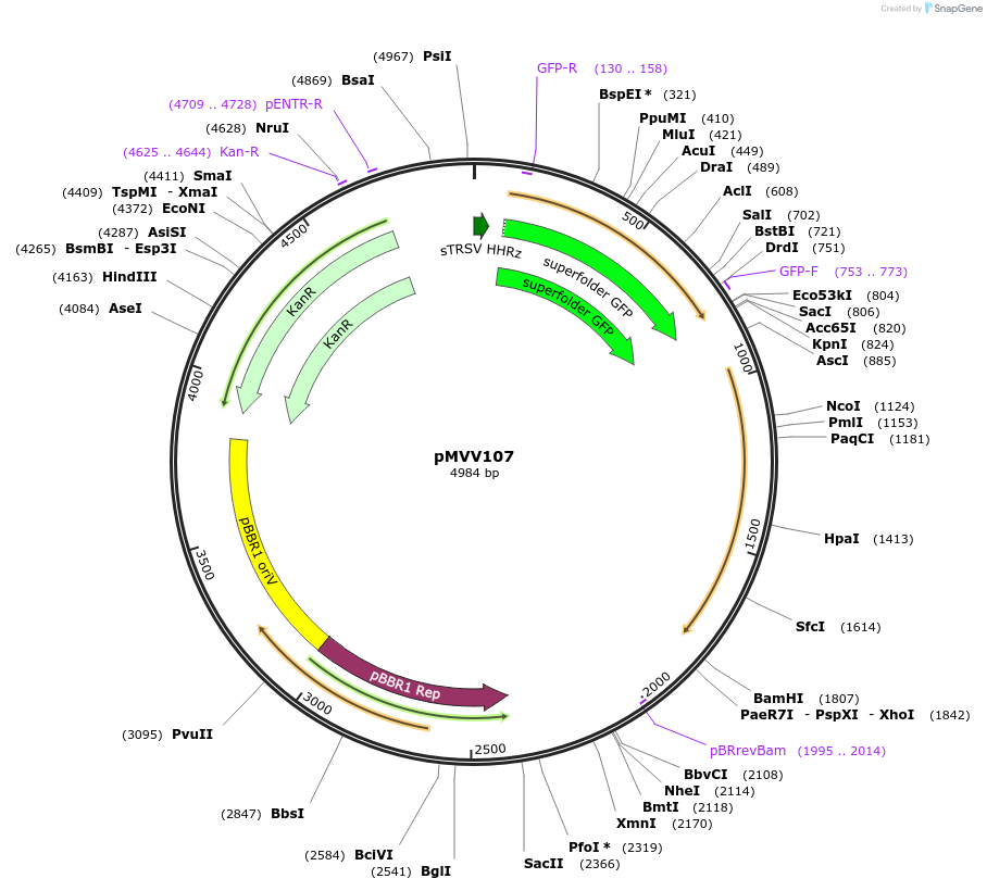 215337-plasmid-map-sequence-id-440373
