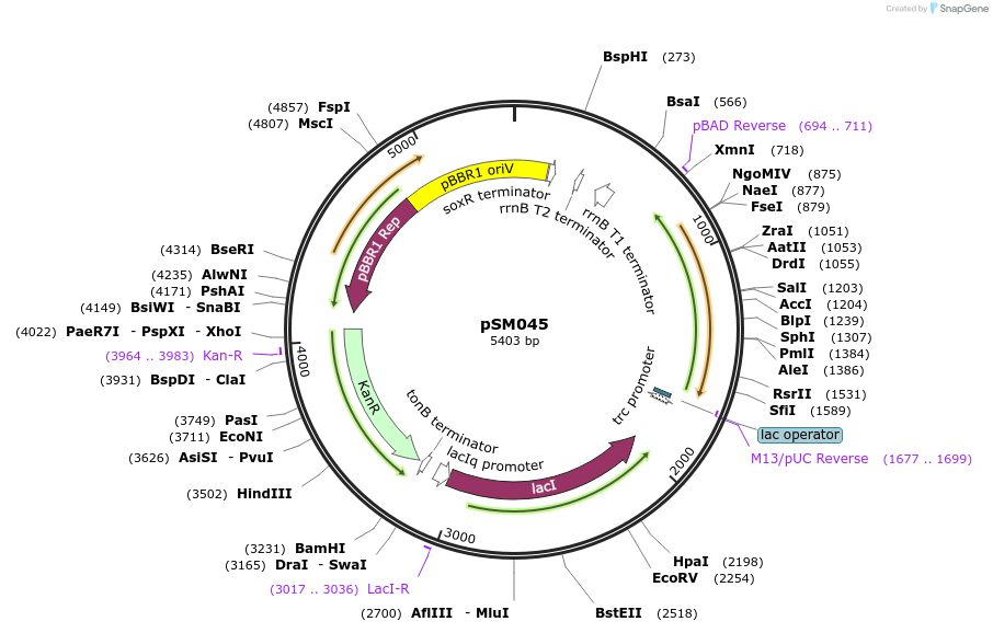 217399-plasmid-map-sequence-id-440377