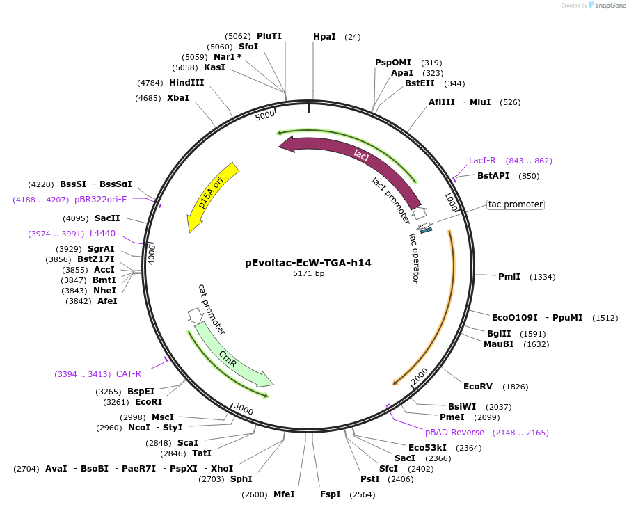 218764-plasmid-map-sequence-id-440378