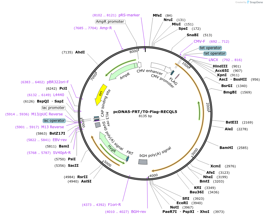 222620-plasmid-map-sequence-id-440389