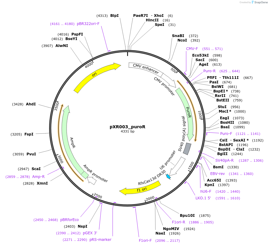 219819-plasmid-map-sequence-id-440390