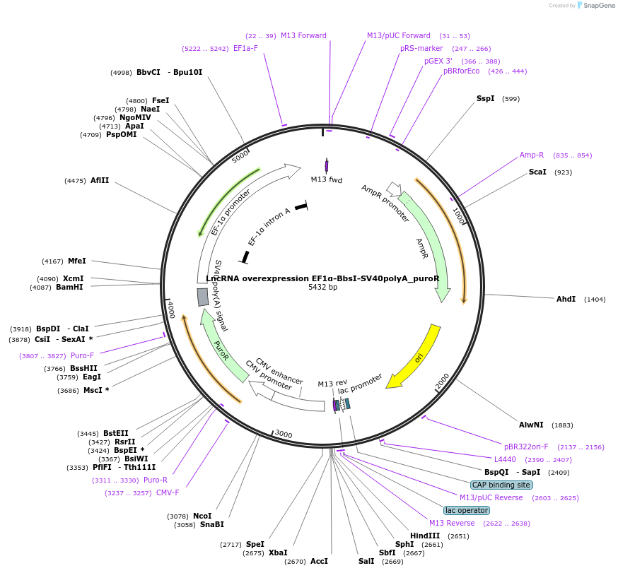 219826-plasmid-map-sequence-id-440435