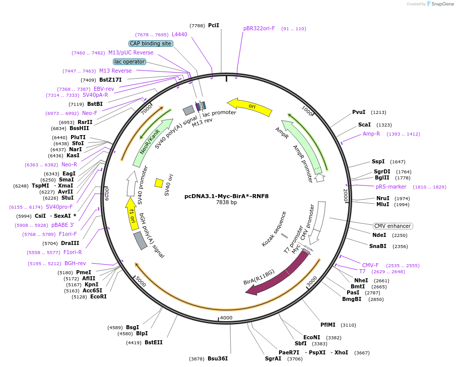 221683-plasmid-map-sequence-id-440443