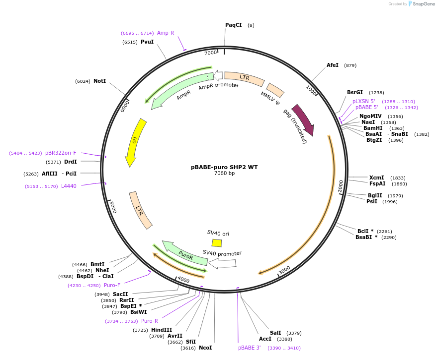 8329-plasmid-map-sequence-id-440462