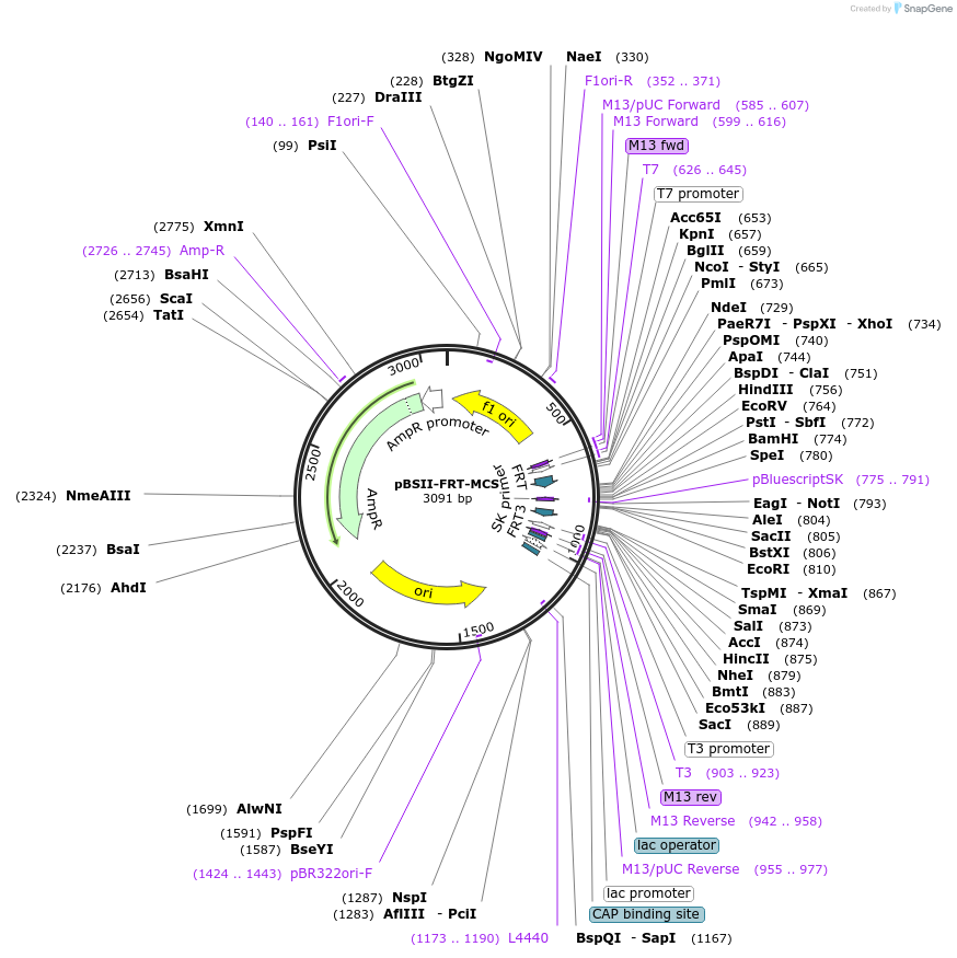205988-plasmid-map-sequence-id-440523