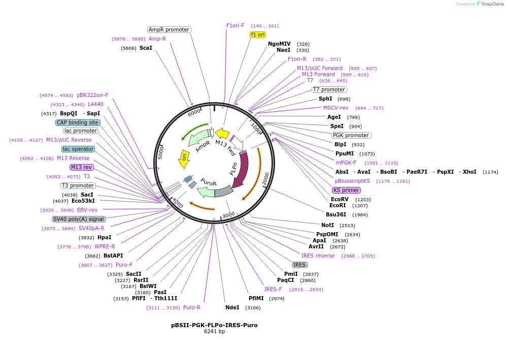 205989-plasmid-map-sequence-id-440524