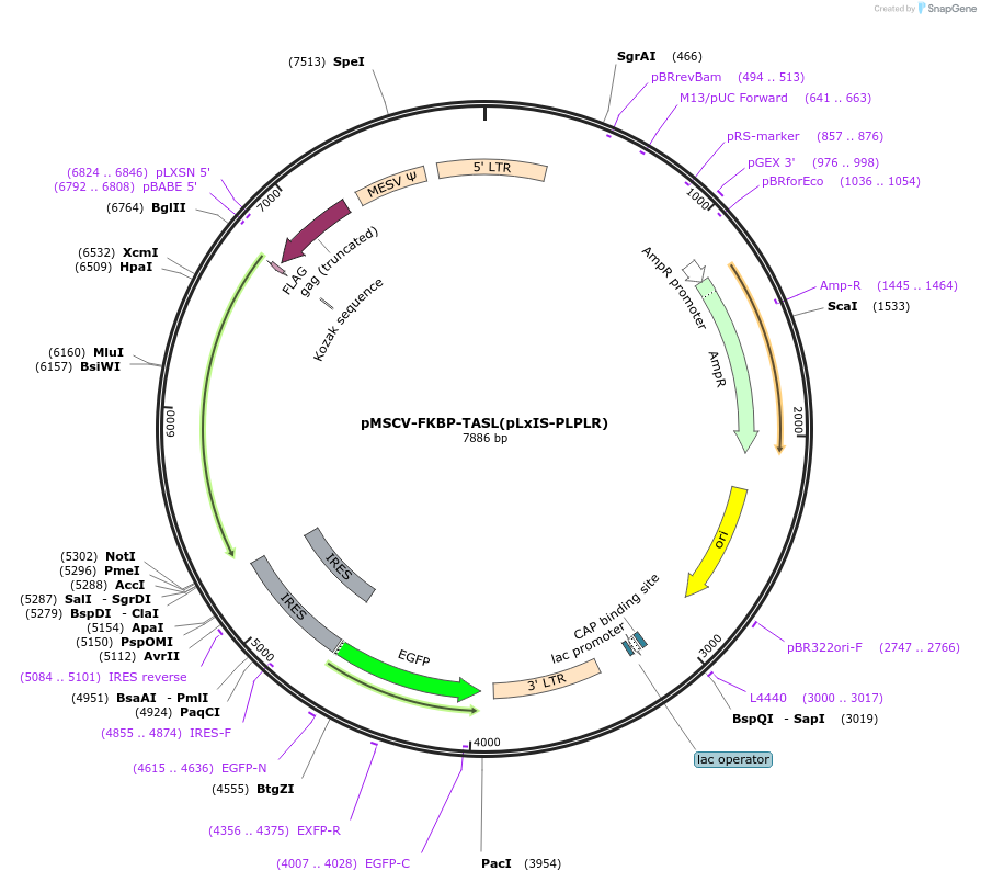 221264-plasmid-map-sequence-id-440567