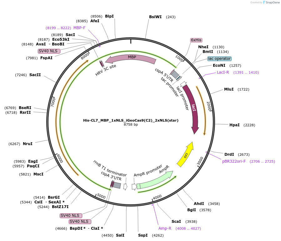 222991-plasmid-map-sequence-id-440600
