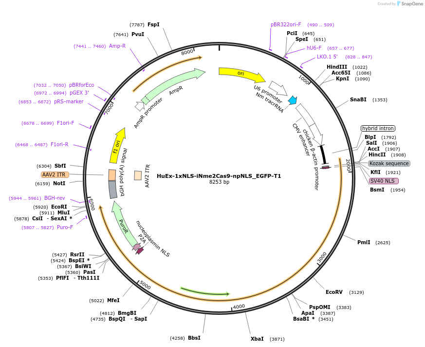 222992-plasmid-map-sequence-id-440603